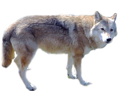 Cute Wolf Standing Png Image Purepng Free Transparent Cc0 Png Image
