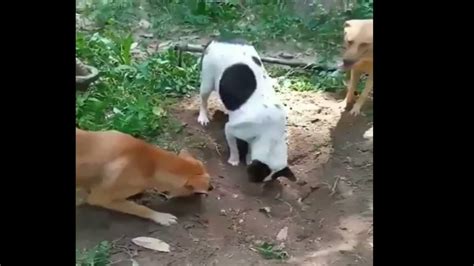 Dogs Burying Companion Dog कुत्ते अपने साथी कुत्ते को दफनाते हुए Youtube