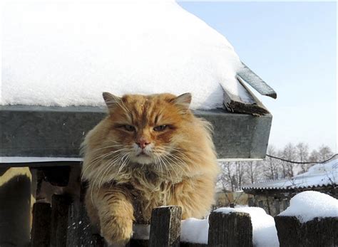 Siberian Farmers Cats Become An Unexpected Internet Sensation