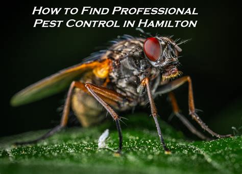 Pest control professionals operating in hamilton and the surrounding area. How to Find Professional Pest Control in Hamilton