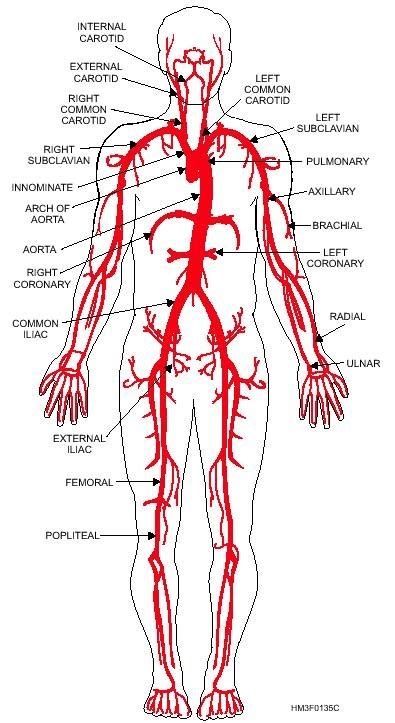 There is a printable worksheet available for download here so you can take the quiz with pen and paper. What are the major arteries of the human body? - Quora