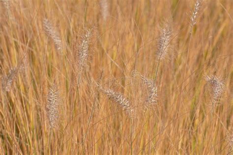 Amazing Decorative Fluffy Spikelets On Blurred Autumn Dry Grass