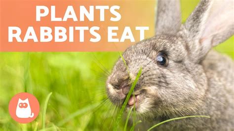 Plants Rabbits Can Eat🐰🌿 Wild And Domestic Plant Types Youtube