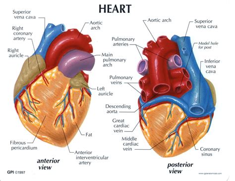 External 3d Structure Of Heart