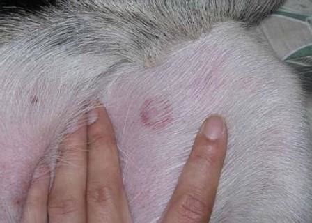 What Does Ringworm Look Like On A Dog? ? Top Lap Dogs