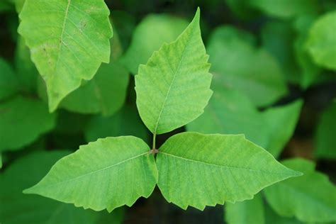 Poison Ivy Rash Treatment And Prevention