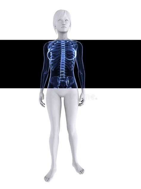 Anatomy Naked Woman Body With Bone Skeleton Stock Illustration Illustration Of Anatomy