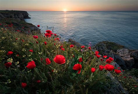 Earth Ocean Coastline Flower Horizon Poppy Red Flower Sea