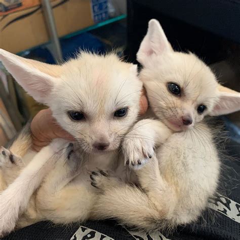 Fennec Fox For Sale Exotic Animals For Sale Price