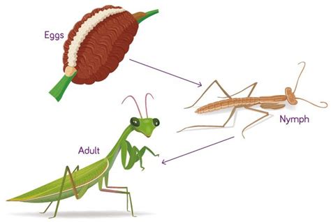 Pin By Parsar On Insects Praying Mantis Life Cycle Cycle Pictures