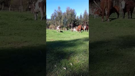 Vacas Con Sus Crias Youtube