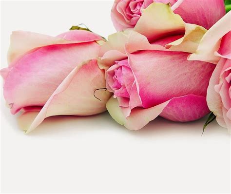 Pink Roses Roses Flowers Pink Bouquet Hd Wallpaper Peakpx
