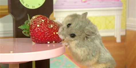 Tiny Hamster Hangs Out In Tiny Mansion Wins The Day Hamster Cute