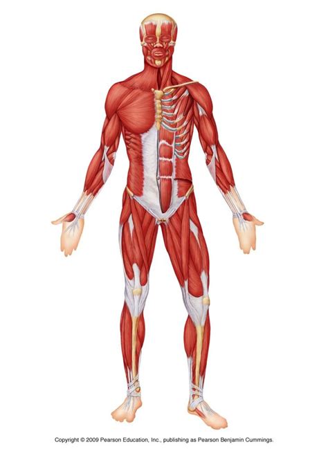 Touch This Image The Muscular System By 0008070 Muscular System