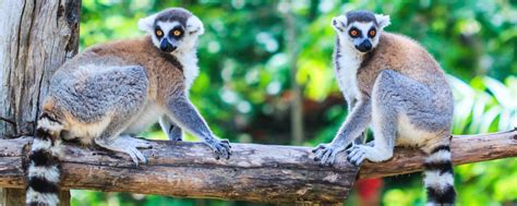 7 Reasons You Should Visit Madagascar Safari And Wildlife