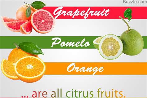 A Complete List Of Citrus Fruits With Awesome Facts And Pictures