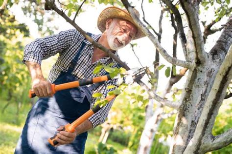 How To Prune A Plum Tree Minneopa Orchards