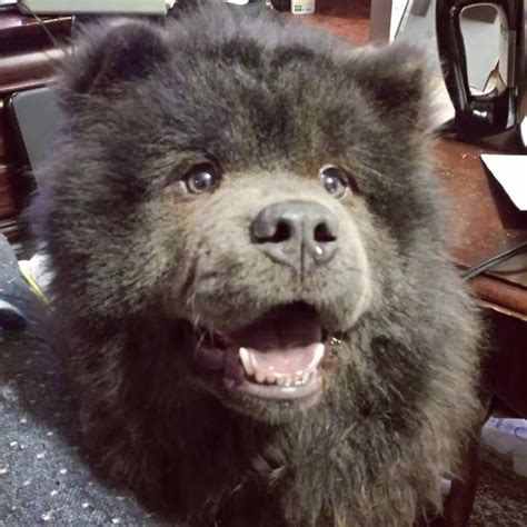 10 Dogs That Look Like Teddy Bears