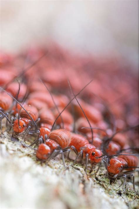 How Does A House Get Termites And How To Get Rid Of Termites