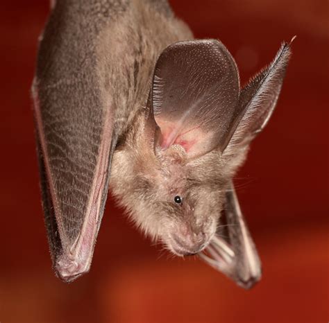 Egyptian Slit Faced Bat Nycteris Thebaica · Inaturalist