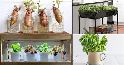 15 Indoor Vegetable Garden Ideas Best Vegetables You Can Grow Indoors