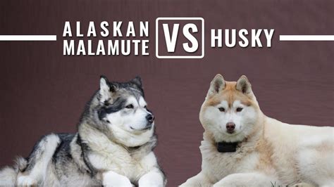 What Is The Difference Between Alaskan Malamute And Siberian Husky