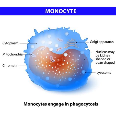 Monocyte Structure