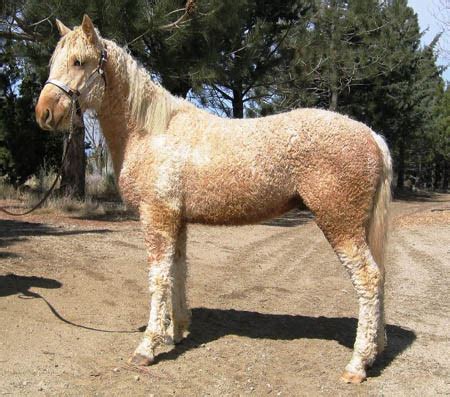 curly haired horse breed    cute  exist