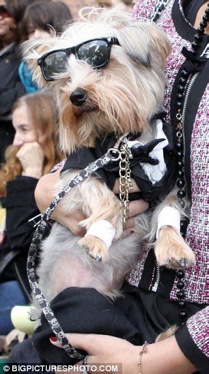 Gaga is offering a $500,000 reward for the safe. Lady Gaga to a hot dog Halloween costumes: What your pooch ...