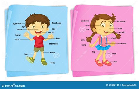Boy And Girl With Different Body Parts Stock Vector Illustration Of