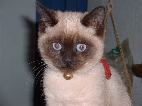 Siamese Kittens Biological Science Picture Directory