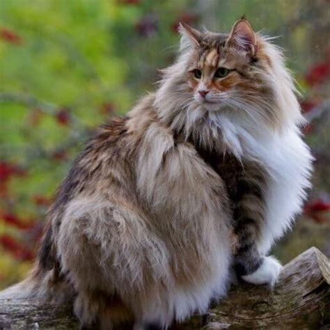 Norwegian Forest Cat Breed Information Purina Norwegian Forest Cat