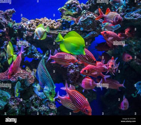 Underwater View Of Colorful Tropical Fish Maui Hawaii Stock Photo Alamy