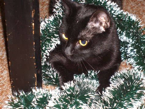 Black Cat Christmas Pictures 31 Unique And Different Wedding Ideas