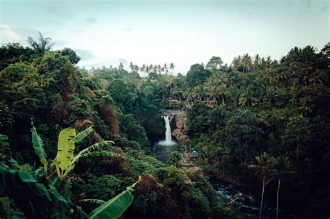 How To Help The Amazon Rainforest | tentree®