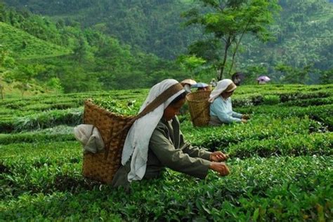 10 Best Tea Plantations In India You Can Explore