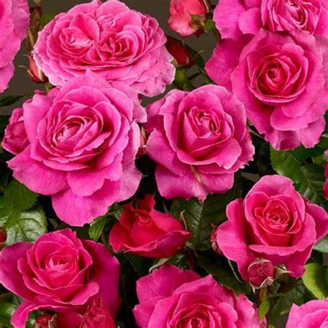 Noami Shrub Rose Quality Roses Direct From Grower