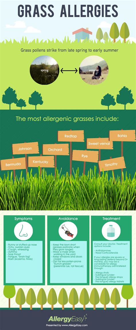 An Infographic On The Causes Of Grass Allergies