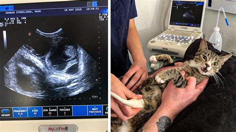 Cat Has Best Reaction To Finding Out Shes Pregnant Youtube