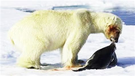 Polar Bear Documentary National Geographic Wild Animals