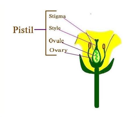 Knowing the difference can make or break your cannabis operation. What Are the Parts of a Hibiscus Flower? | eHow