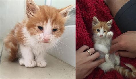 Rescue Kitten Before And After Kitten Rescue Cats Animal Rescue