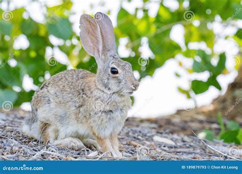Close Up Shot Of A Cute Cottontail Rabbit Stock Image Image Of Clark