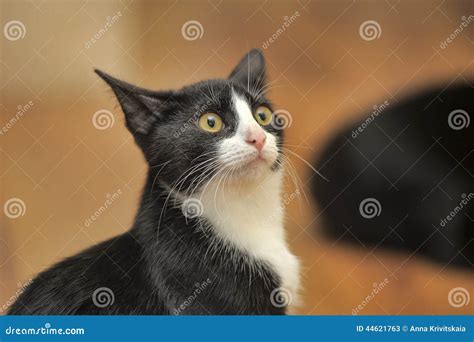 Cat With A Frightened Look Stock Image Image Of Adorable 44621763