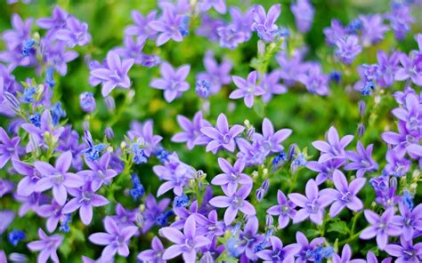Small Pictures Of Flowers Small Blue And Purple Flowers 1680x1050 Wallpaper Download Page