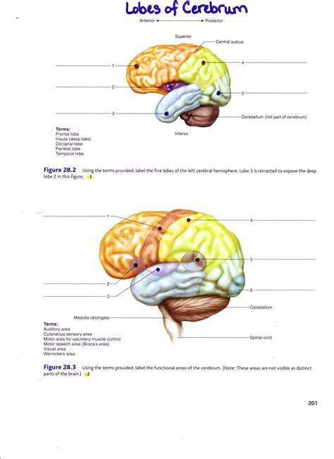 This part of the nervous system moves messages between the brain and the body. Anatomy Lab Models Brain Labeled Gallery Model Of The ...