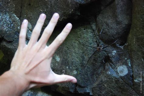 giant cave spiders adventure of a lifetime
