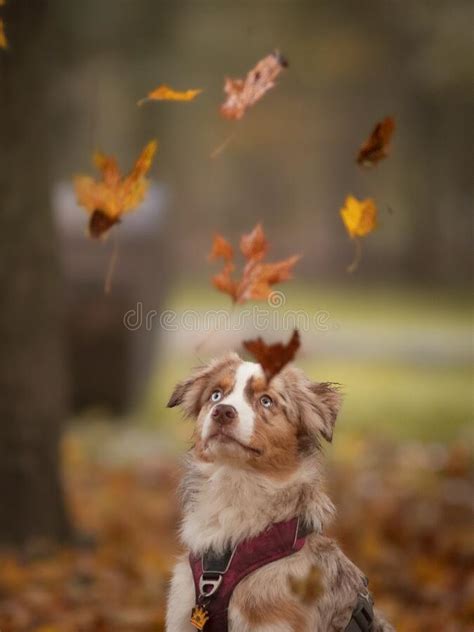 Cute Puppy Dog Australian Shepherd Playing With Leaves In Autumn Stock