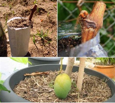 Fruit Trees Grafting Techniques Methods Ideas Agri Farming
