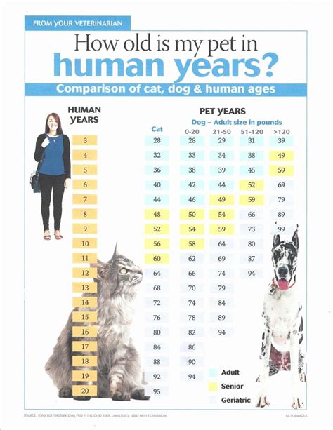 cats age in human years chart 13 in cat years cute cats unimog cat ages